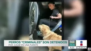 Detienen a perros criminales en la CDMX | Qué Importa