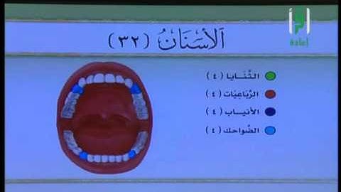 تيسير علم التجويد : كيفيّة حدوث الحروف في جهاز النطق الإنسانيّ