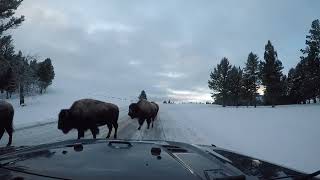 North Yellowstone in Winter