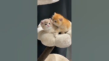 Những Khoảnh Khắc Đáng Yêu Và Hài Hước Của Hoàng Thượng ❤️🩷🧡💛 (P9) #shorts #cat #cute #viral #funny