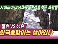 추적 한국호랑이는 살아있나  시베리아 탐험에 나선 사람들  (일요스페셜) [세상실험] KBS 1997.08.18 방송