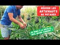 Comment cultiver lartichaut au potager  culture dcorative et nourrissante