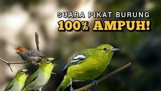 Suara pikat burung paling ampuh,  suara pikat burung pleci, prenjak stater, sirtu ngekrek