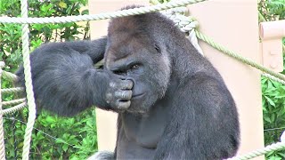 シャバーニ家族 538 Shabani family gorilla