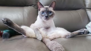 Cute Siamese Cat Videos | Cute Siamese Cats Meowing | Siamese Cat Playing