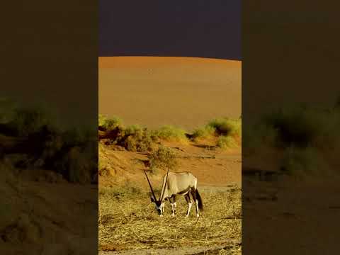 Video: Caracal (lynx padang pasir, steppe lynx): rupa, habitat, gaya hidup dan pemakanan