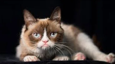 3 Life Lessons from the famous Grumpy Cat