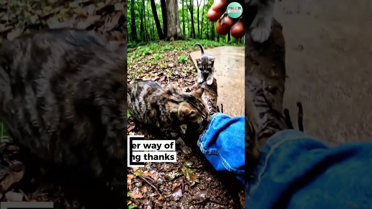 I Found This Cat Stuck in The Mud