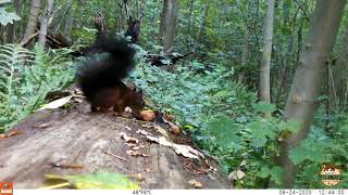 Trail camera highlights / September 2020 - Red squirrel, black woodpecker, buzzard, pine marten