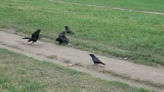 Crow / On The Border : peanuts for 2 couples (postures, calls, fight)