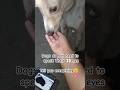 Heart touching 😭😭 | emotional video 😭|dogs emotional status | animal love status | #shorts #viral