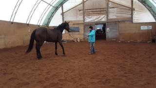 Desensitizing Mia To The Lunge Whip