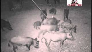 Hog Trapping 5 1616 Feral Hog Capture Jager Pro
