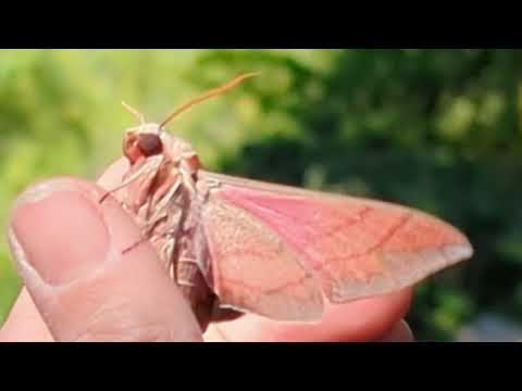 Achemon Sphinx Moth - Eumorpha achemon