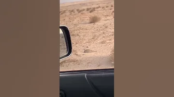 مقناص صقور حبارى الدبدبه 