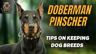 By knowing these tips, you can take good care of your Doberman Pinscher !