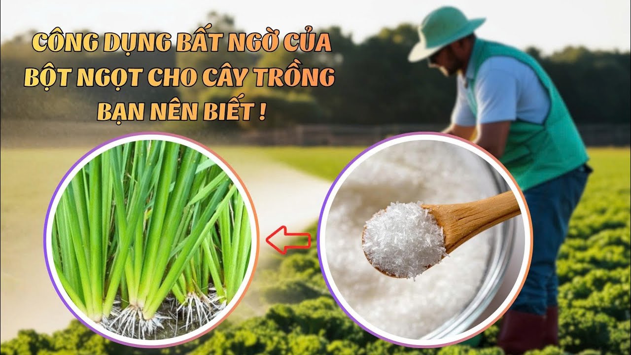 CNN || CÔNG DỤNG BẤT NGỜ CỦA BỘT NGỌT ĐỐI VỚI CÂY TRỒNG