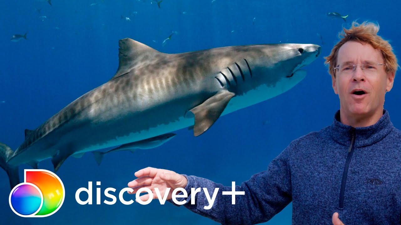 Equipe tenta encontrar um tubarão-branco na Carolina do Sul | Tubarões à Vista 2 | discovery+ Brasil