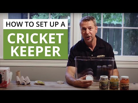 Cricket Keeper | Feeder Crickets | How to Keep Crickets Alive
