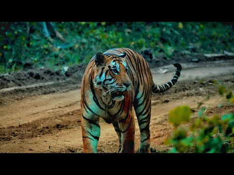 Video: Tadoba rahvuspark ja tiigrikaitseala: täielik juhend