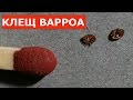 ВЕСЕННЯЯ ОБРАБОТКА  ПЧЕЛ ОТ КЛЕЩА ВАРРОА И ОСЫПЬ КЛЕЩА