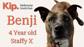 Benji - Staffy x - April  24