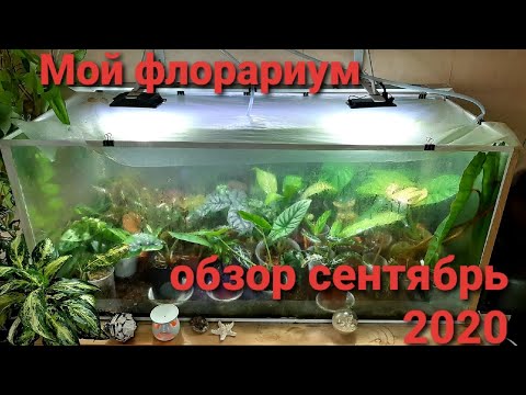 Видео: Florarium - вашата лична тропическа градина