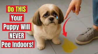 How To Stop Your Puppy From Peeing Indoors Instantly