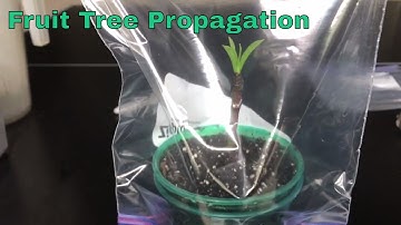 Propagated Fruit Tree Cuttings Update And Test