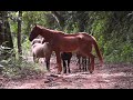 Vida na roça - Explorando a natureza