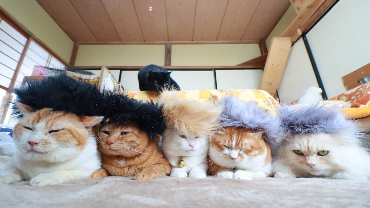 モヒカン猫 2026 260226 - YouTube