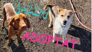 Am adoptat doi caței!🥰 (We adopted two dogs)🐕🐕