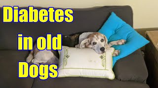 Living with an old dog that has Diabetes it's not easy and here is why!