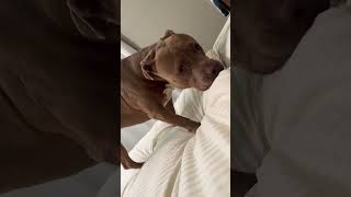 I let him on the bed and he goes to dad’s side of the bed. #dog #dogdad #doglife #dogs