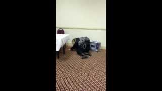 Download Mp3 Best Jingle Bells Dance-Off Ever Gudang lagu Download Mp3 Best Jingle Bells Dance-Off Ever