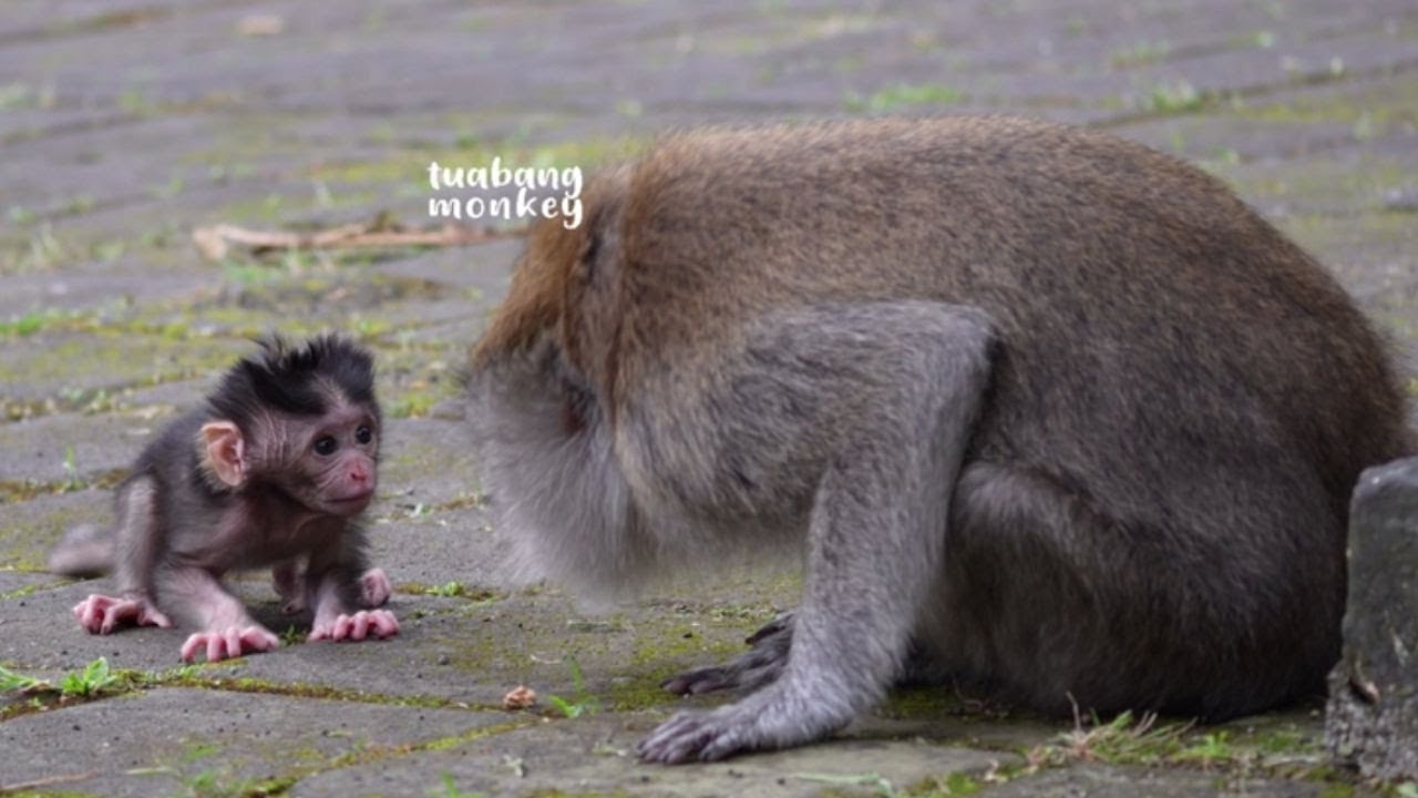 Мама выпускает ребенка из рук и позволяет ему учиться ходить.