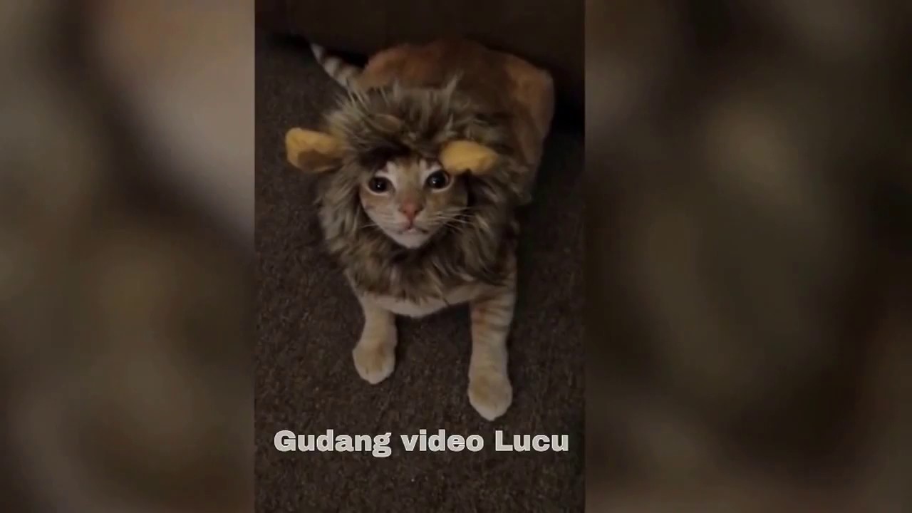 Video Lucu Hewan Bikin Ngakak Funny Animals YouTube