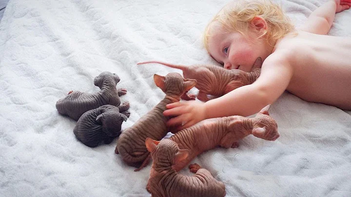 Video 1981301: sphynx kitten, hairless cat babies