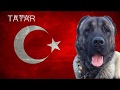 NEVŞEHİR ESKİ ÇOBAN KÖPEKLERİ