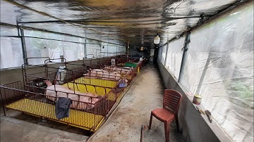 Làm chuồng heo nái hở hiệu quả cao