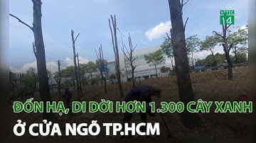 Đốn hạ, di dời hơn 1.300 cây xanh ở cửa ngõ TP. HCM | VTC14