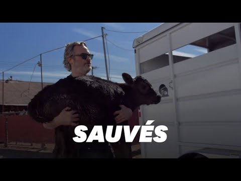 Vidéo: Joaquin Phoenix Sauve La Vache Et Le Veau De L'abattoir