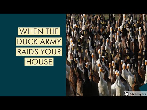 when-ducks-army-raids-your-house(meme)