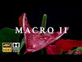 Macro II HDR 4k 60fps Dolby Vision Laowa Probe Lens