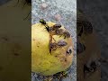 Flies, bees and a wasp on a pear / Мухи, пчелы и оса на груше #shorts