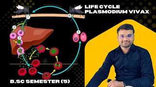 #Plasmodium vivax # falciparum # ovale # malariae # Class 12 # cheptar 8 # B.sc 5 semester