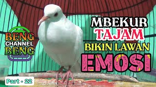 Suara burung puter putih mata merah full gacor - Puter lain dijamin nyaut dan bunyi // Part - 22