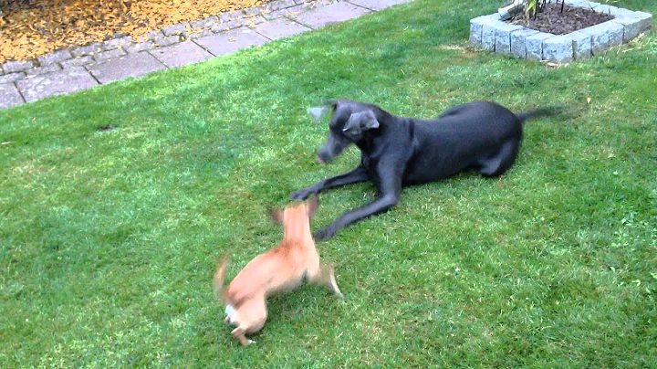 Bitches at play