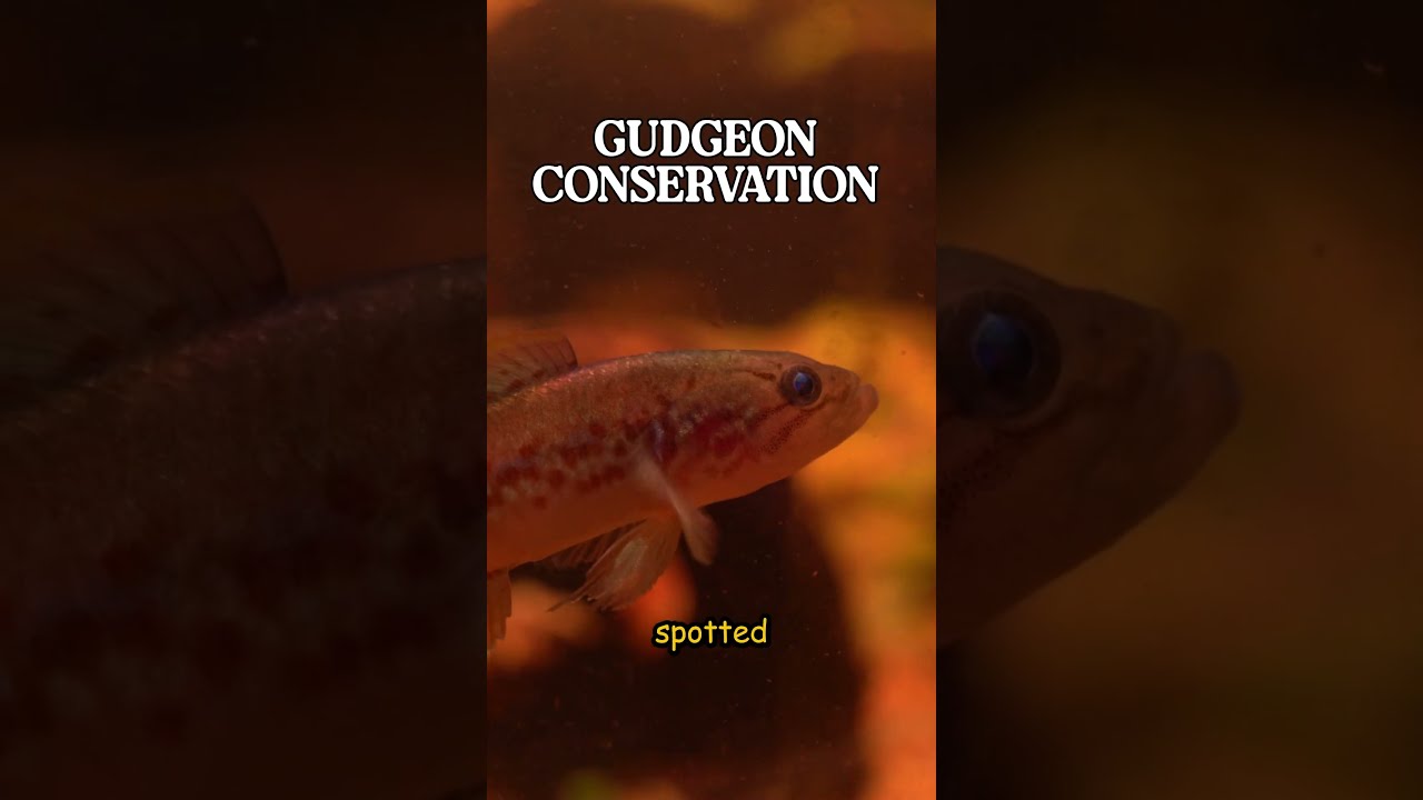 I Bred Over 1,000 Endangered Fish in My Fishroom #aquariumfish #fishroom #fishtank #fishkeeping