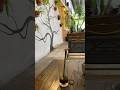 Cafe trưa